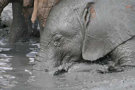 Waisenelefanten im Tsavo - Ithumba