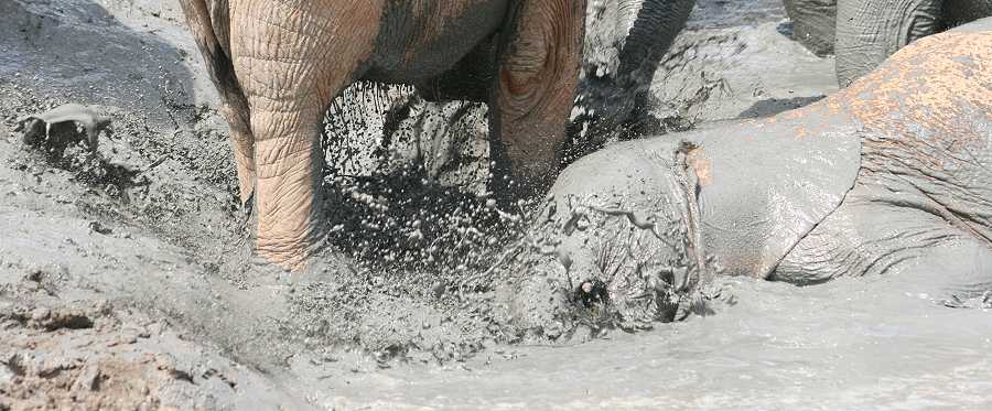 Waisenelefanten im Tsavo - Ithumba