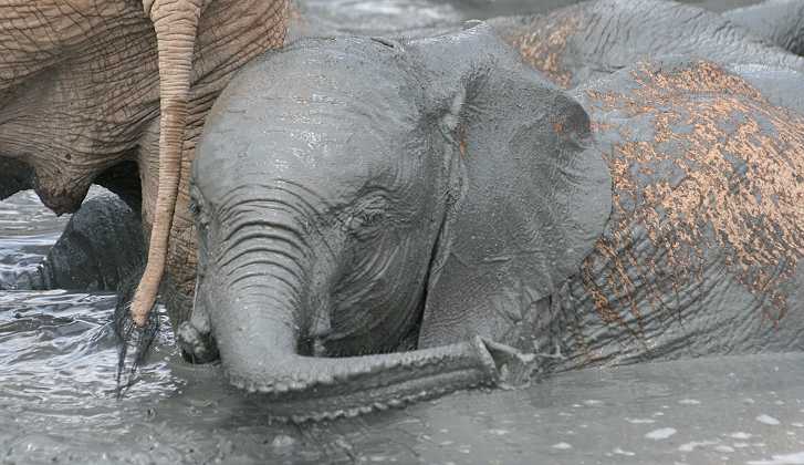 Waisenelefanten im Tsavo - Ithumba