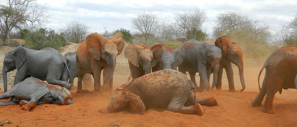 Waisenelefanten im Tsavo - Ithumba