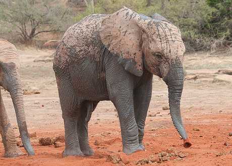 Waisenelefanten im Tsavo - Ithumba