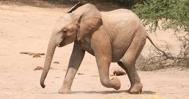 Waisenelefanten im Tsavo - Ithumba