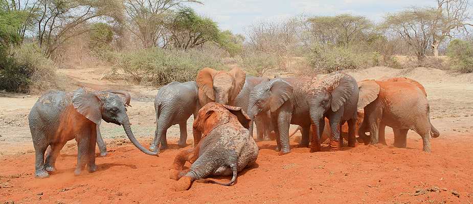 Waisenelefanten im Tsavo - Ithumba