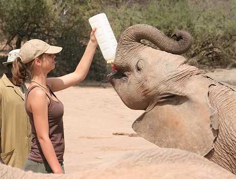 Waisenelefanten im Tsavo - Ithumba