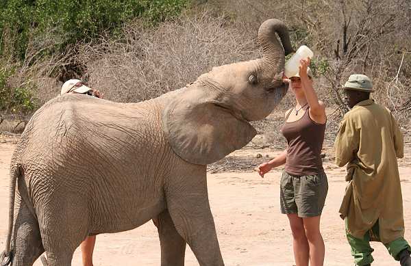 Waisenelefanten im Tsavo - Ithumba