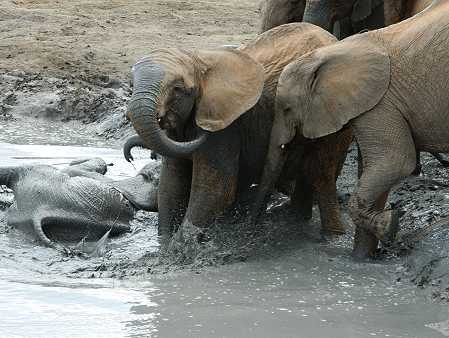 Waisenelefanten im Tsavo - Ithumba