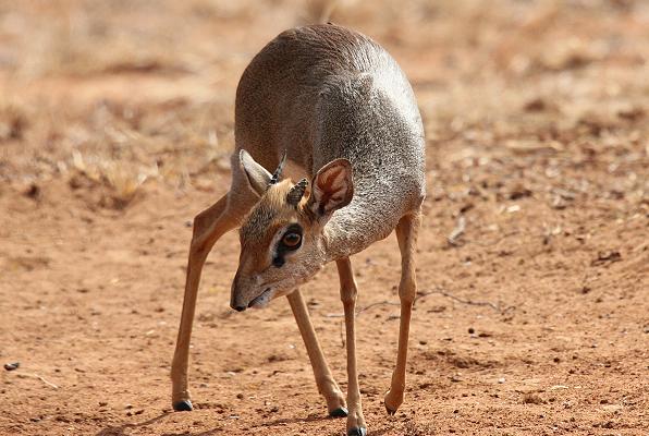 Ithumba Camp, Tsavo East