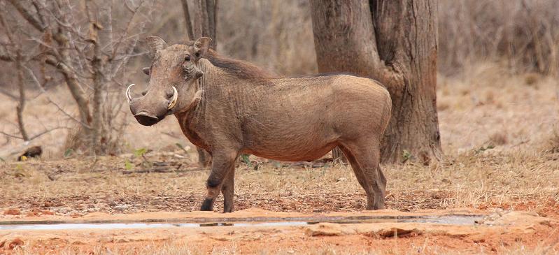 Ithumba Camp, Tsavo East