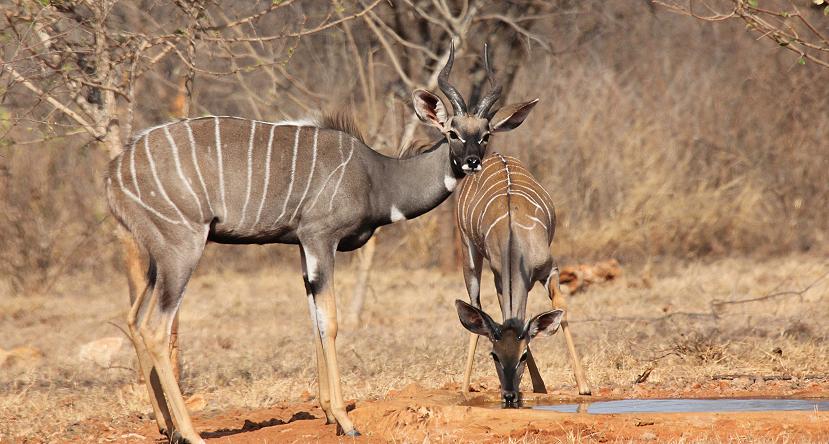 Ithumba Camp, Tsavo East