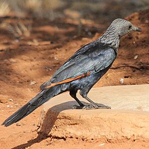 Ithumba Camp, Tsavo East