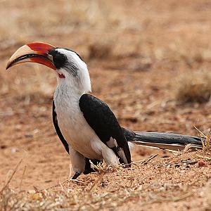 Ithumba Camp, Tsavo East