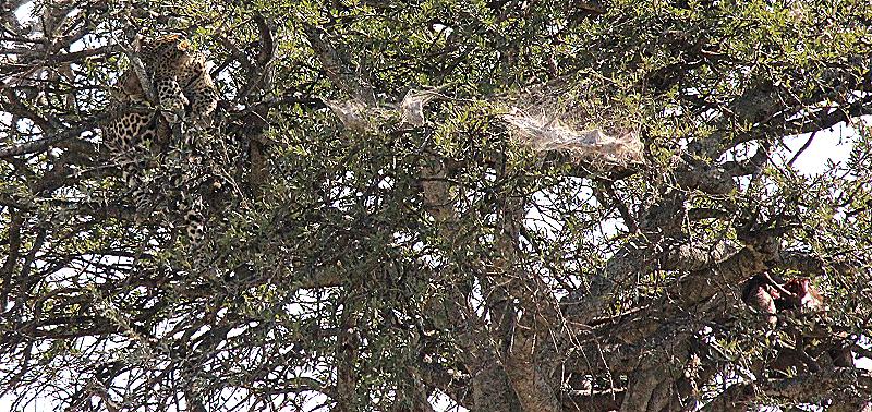 links im Bild der Leopard, rechts unten die Beute (Impala)
