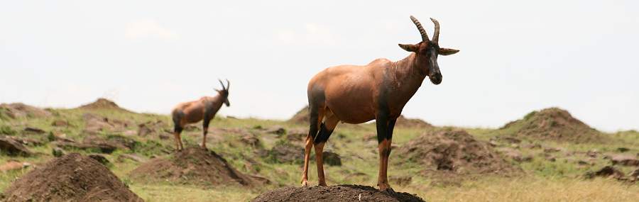 Masai Mara, Game Drive