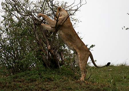 Masai Mara, Game Drive