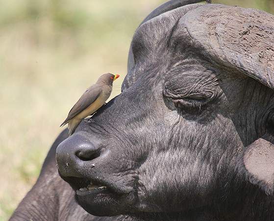 Masai Mara, Game Drive