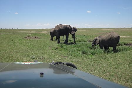 Masai Mara, Game Drive