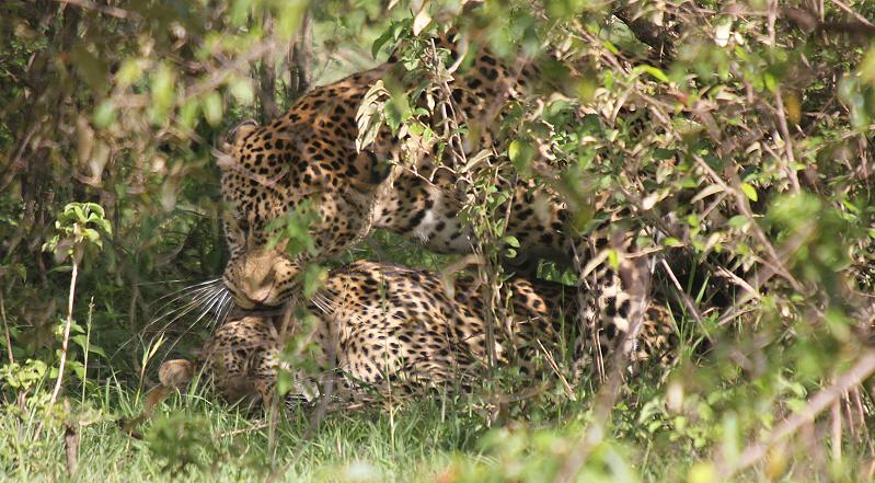 Leoparden Paarung