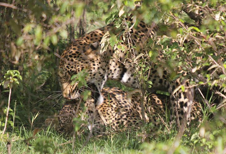 Leoparden Paarung