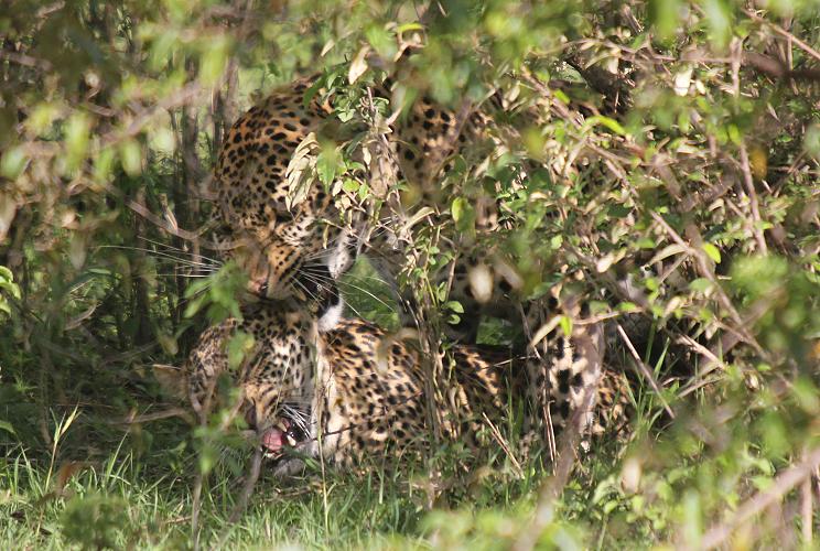 Leoparden Paarung