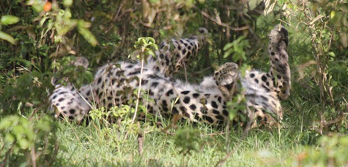 Leoparden Paarung
