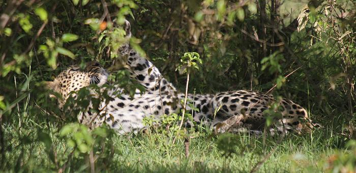 Leoparden Paarung