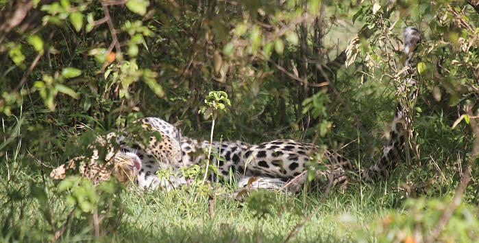 Leoparden Paarung