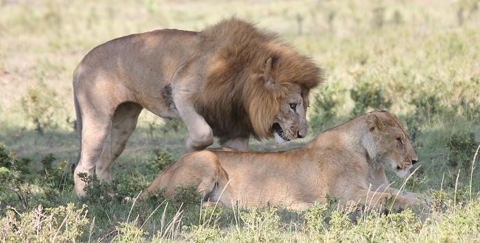 Löwen Paarung, Musiara Sümpfe - Masai Mara
