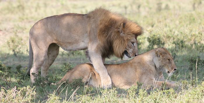 Löwen Paarung, Musiara Sümpfe - Masai Mara