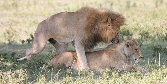 Löwen Paarung, Musiara Sümpfe - Masai Mara