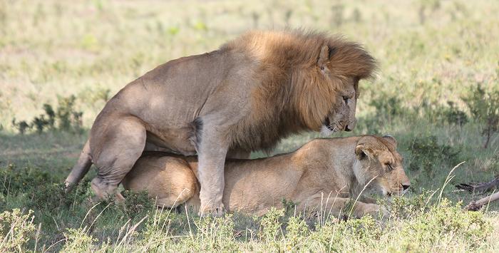 Löwen Paarung, Musiara Sümpfe - Masai Mara
