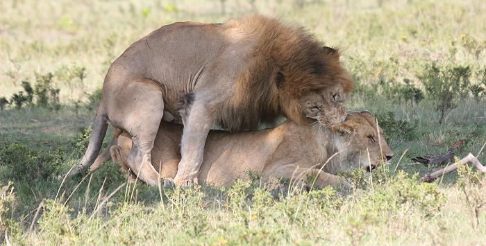 Löwen Paarung, Musiara Sümpfe - Masai Mara