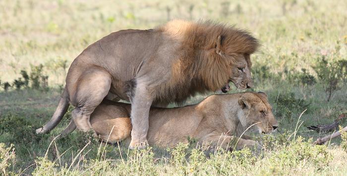 Löwen Paarung, Musiara Sümpfe - Masai Mara