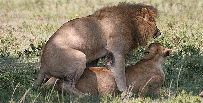 Löwen Paarung, Musiara Sümpfe - Masai Mara