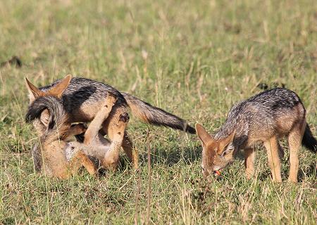 Schabrackenschakale, Canis mesomelas