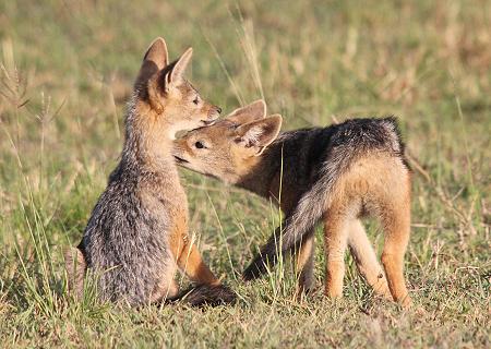 Schabrackenschakale, Canis mesomelas