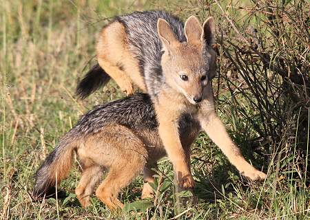 Schabrackenschakale, Canis mesomelas