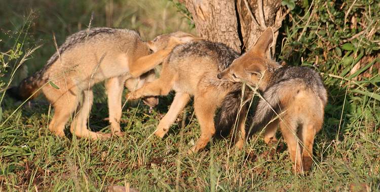 Schabrackenschakale, Canis mesomelas