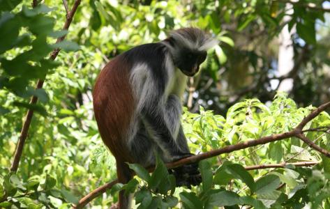 Zanzibar Stummelaffe (Piliocolobus kirkii)