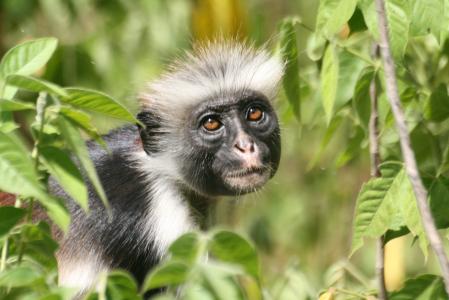 Zanzibar Stummelaffe (Piliocolobus kirkii)