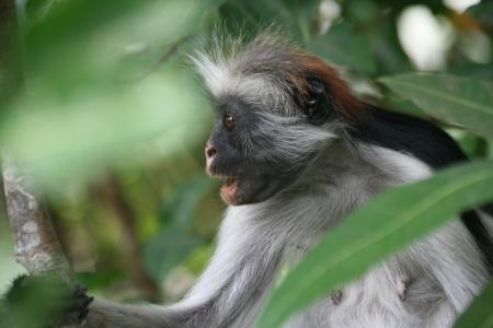 Zanzibar Stummelaffe (Piliocolobus kirkii)