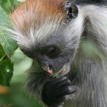 Zanzibar Stummelaffe (Piliocolobus kirkii)