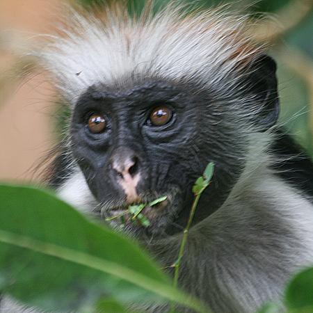 Zanzibar Stummelaffe (Piliocolobus kirkii)