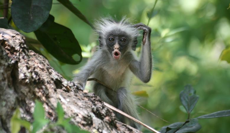 Zanzibar Stummelaffe (Piliocolobus kirkii)