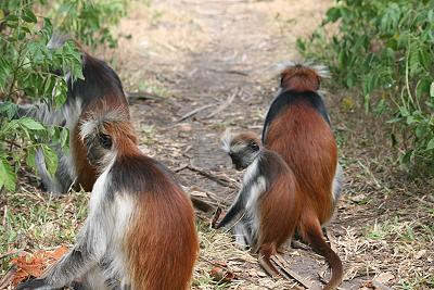 Zanzibar Stummelaffe (Piliocolobus kirkii)