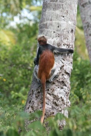 Zanzibar Stummelaffe (Piliocolobus kirkii)