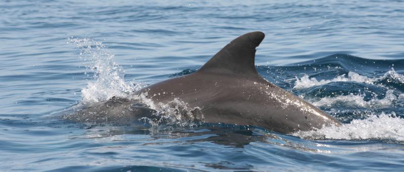 Kizimbasi Dolphin Tour