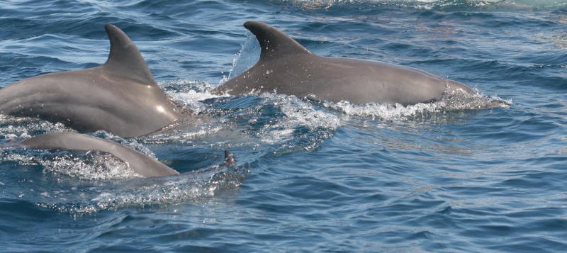 Kizimbasi Dolphin Tour