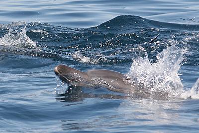 Kizimbasi Dolphin Tour