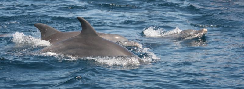 Kizimbasi Dolphin Tour