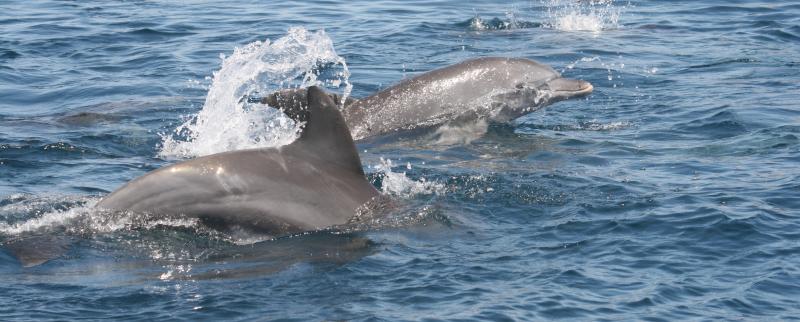 Kizimbasi Dolphin Tour